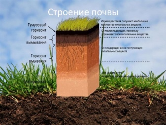 Какими свойствами обладает почва как среда обитания