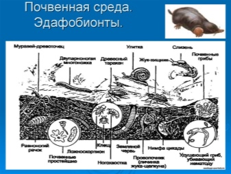 Какими свойствами обладает почва как среда обитания