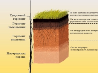 В какой природной зоне содержится наибольшее количество гумуса