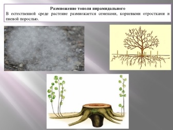 Белолистка дерево фото и описание