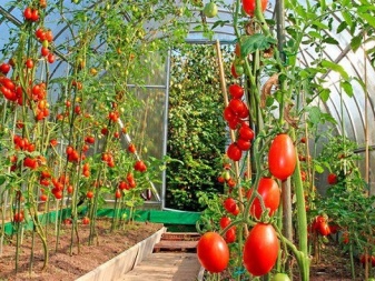 profilaktika fitoftory na pomidorah 6