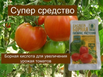 Ожог томатов борной кислотой фото