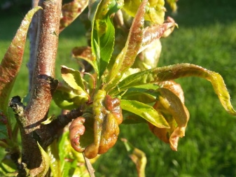Болезни Персиковых Деревьев И Их Лечение Фото