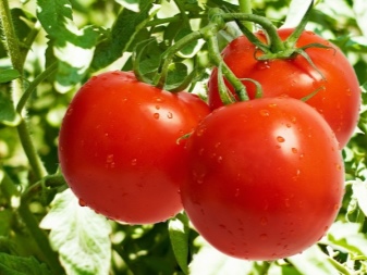 Пикировка помидоров: когда делать и зачем она вообще нужна
