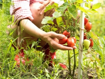 Как использовать золу для помидоров?