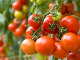 Как использовать золу для помидоров?