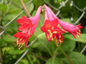 Жимолость Брауна fuchsioides