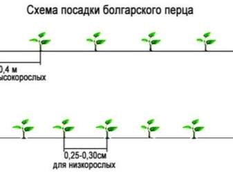 Схема посадки перца в теплице из поликарбоната