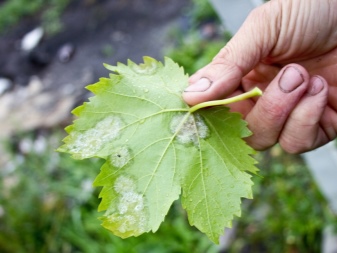 Пожелтение виноградных листьев: почему это случилось и как быть