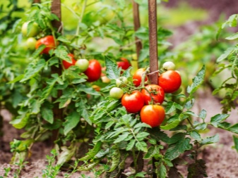 Грунт для рассады томатов и перцев