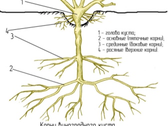 площадь корневой системы винограда
