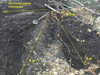 площадь корневой системы винограда