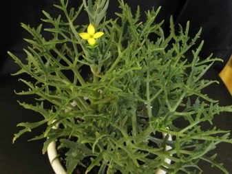 Суккулент «оленьи рожки» или каланхоэ лациниата: описание цветка, разновидности, нюансы выращивания