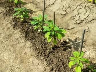 Амарант: выращивание из семян