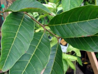 Rambutan tree leaf