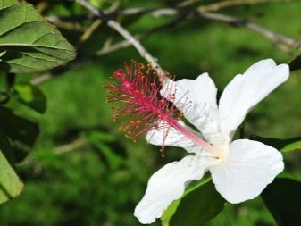 Rambutan tree flower