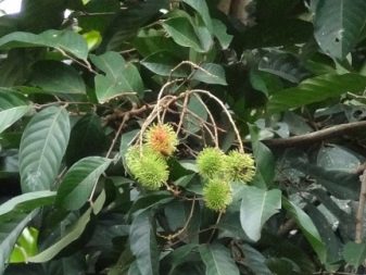 Rambutan tree 