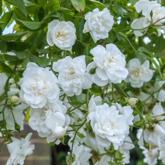 Белые Розы Названиями Фото