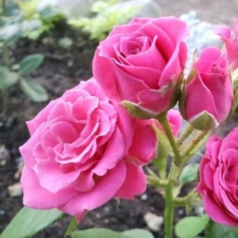Можно ли бордюрные розы выращивать как комнатные?