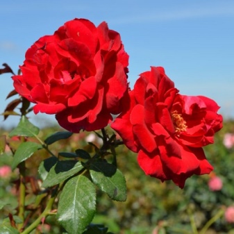 Роза красная лучшие сорта: посадка и уход