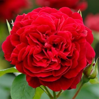Роза красная лучшие сорта: посадка и уход