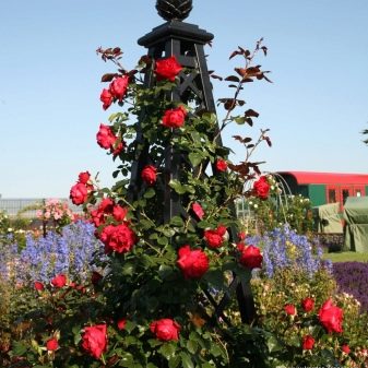 Роза карниворе фото и описание отзывы