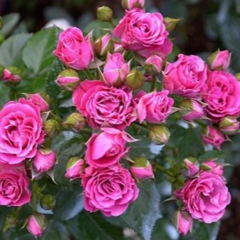 Лучшие сорта спрей роз: посадка и уход