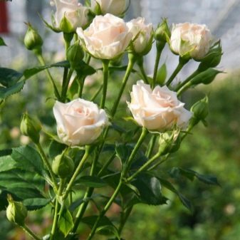 Лучшие сорта спрей роз: посадка и уход