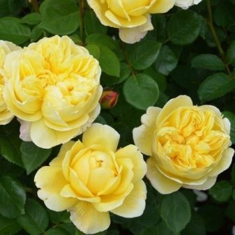 Лучшие сорта желтых роз: посадка и уход