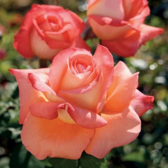 Цвет Чайной Розы Фото Цветов