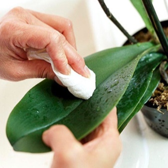 Как вылечить орхидею от мучнистого червя