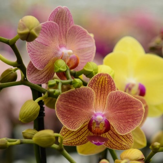 Как выращивать орхидеи из вьетнама в домашних условиях?