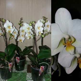Мультифлора орхидея что это такое фото