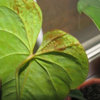 Комнатное растение антуриум и его болезни
