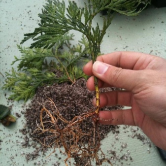 Можно ли выращивать кипарисовик в открытом грунте?