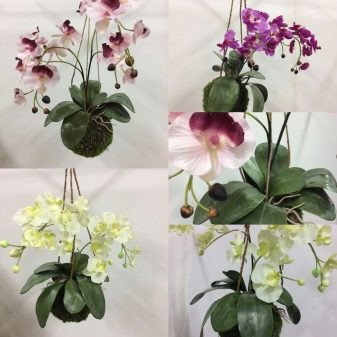 kompozicii iz orhidej v interere 1 Домострой