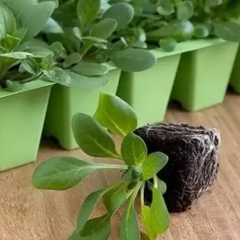 Инструкция посадки семян петунии на рассаду в торфяные таблетки