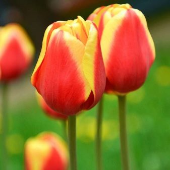 Лучшие сорта триумф тюльпанов: посадка и уход