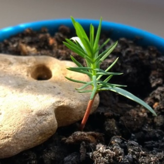 Как вырастить ель из ростков