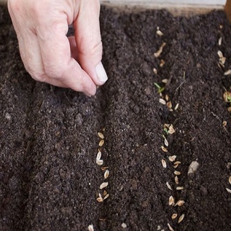 Как выращивать ель из семян в домашних условиях?