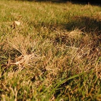 Можно ли косить траву бензиновым триммером после дождя