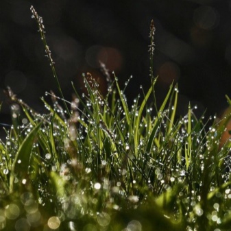 Можно ли косить траву бензиновым триммером после дождя