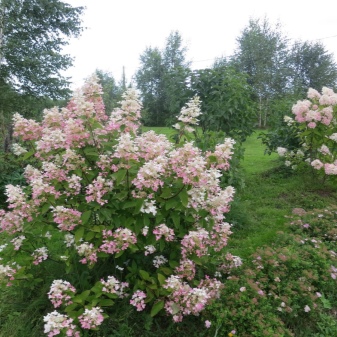 Гортензия розовая крупнолистная посадка и уход в открытом грунте