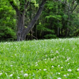 Белый клевер для газона, отзывы садоводов, фото, посев и выращивание