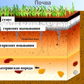 В какой природной зоне содержится наибольшее количество гумуса