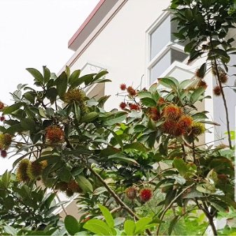 Rambutan tree indoors