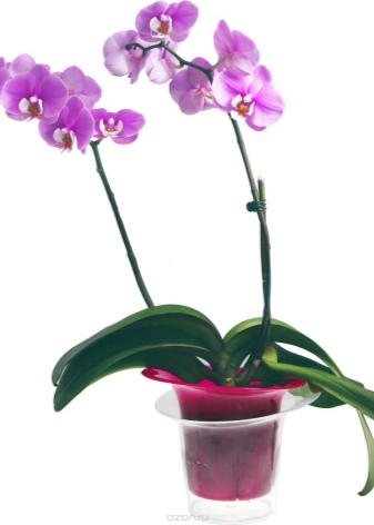 Как реанимировать орхидею? 26 фото Как спасти цветок с вялыми листьями в домашних условиях? Реанимация орхидеи без точки роста