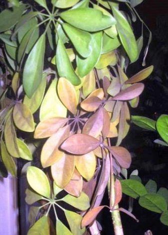 Шефлера болезни с фото коричневые пятна на листьях