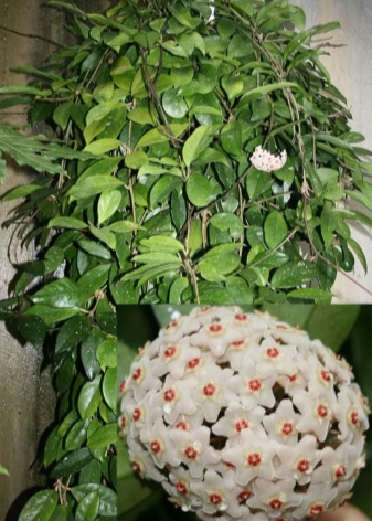 Растение Хойя Фото Уход