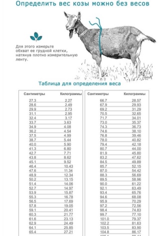 как узнать вес козы без весов таблица. kak opredelit ves kozy 19. как узнать вес козы без весов таблица фото. как узнать вес козы без весов таблица-kak opredelit ves kozy 19. картинка как узнать вес козы без весов таблица. картинка kak opredelit ves kozy 19.